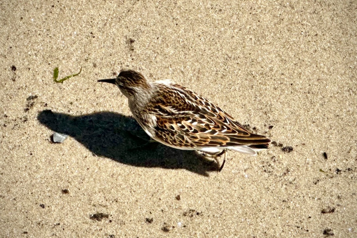 Least Sandpiper - ML641188446