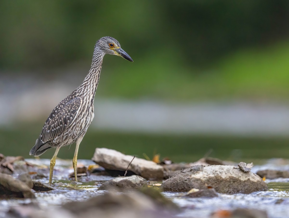 Yellow-crowned Night Heron - ML641188479
