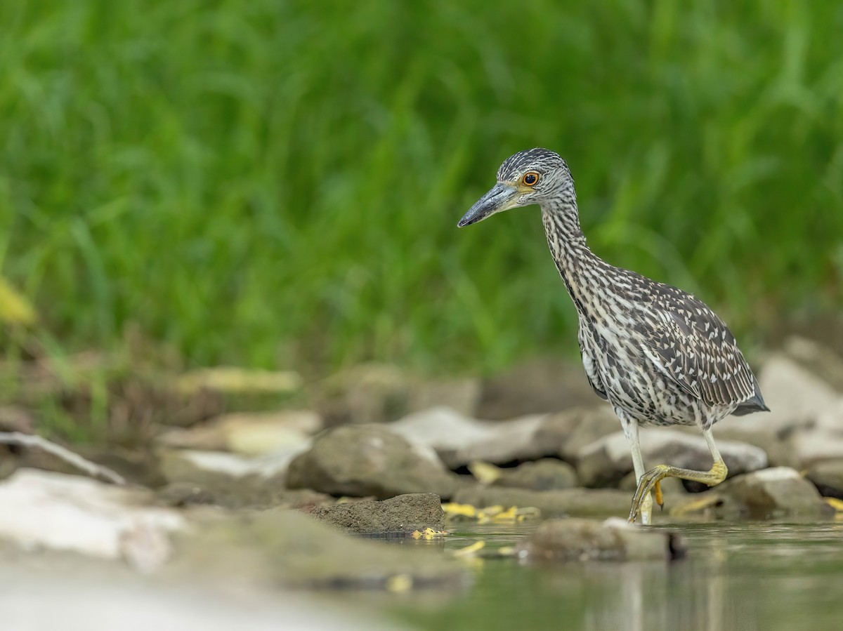 Yellow-crowned Night Heron - ML641188480