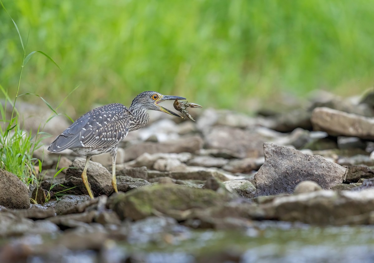 Yellow-crowned Night Heron - ML641188481