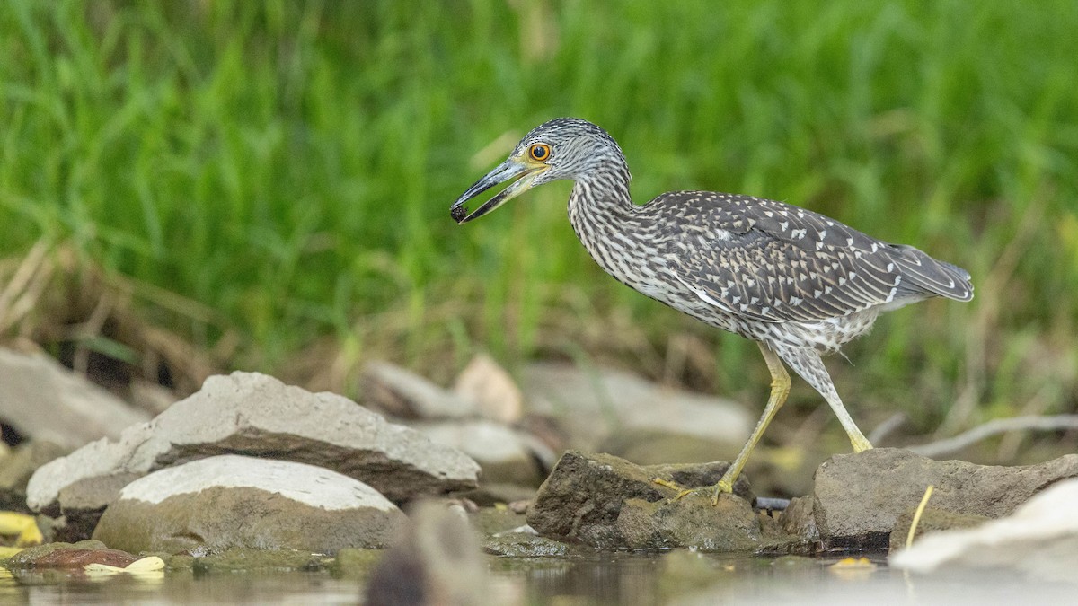 Yellow-crowned Night Heron - ML641188482