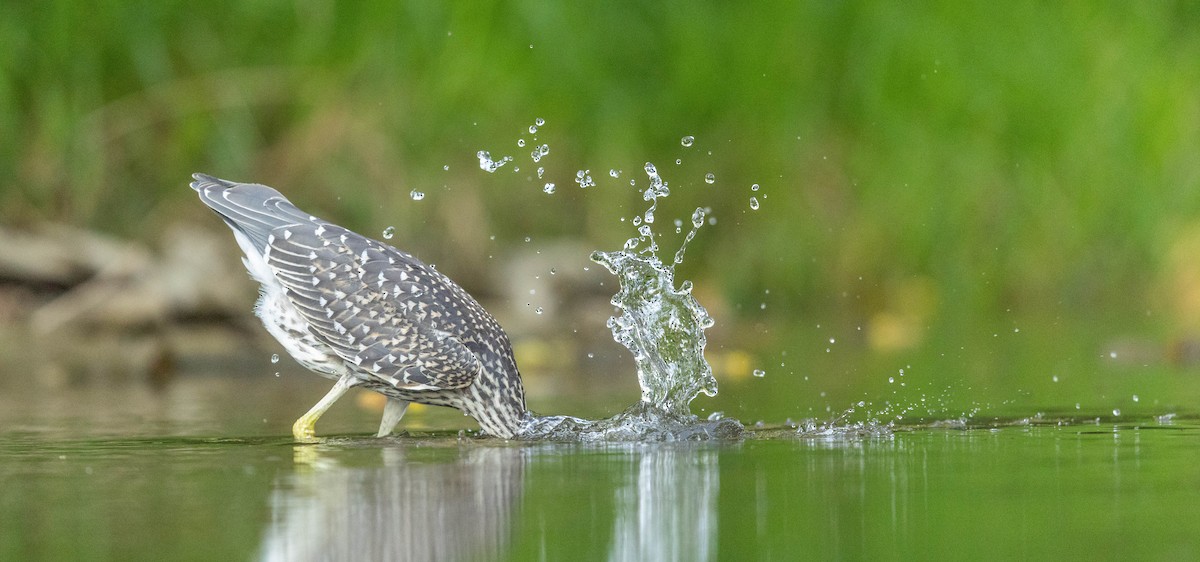 Yellow-crowned Night Heron - ML641188483