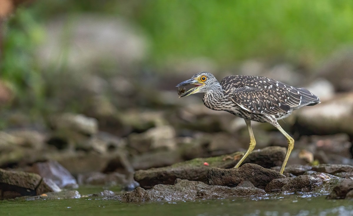 Yellow-crowned Night Heron - ML641188485