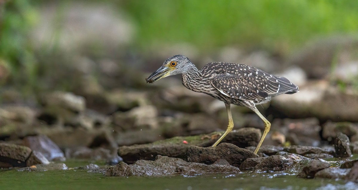 Yellow-crowned Night Heron - ML641188486