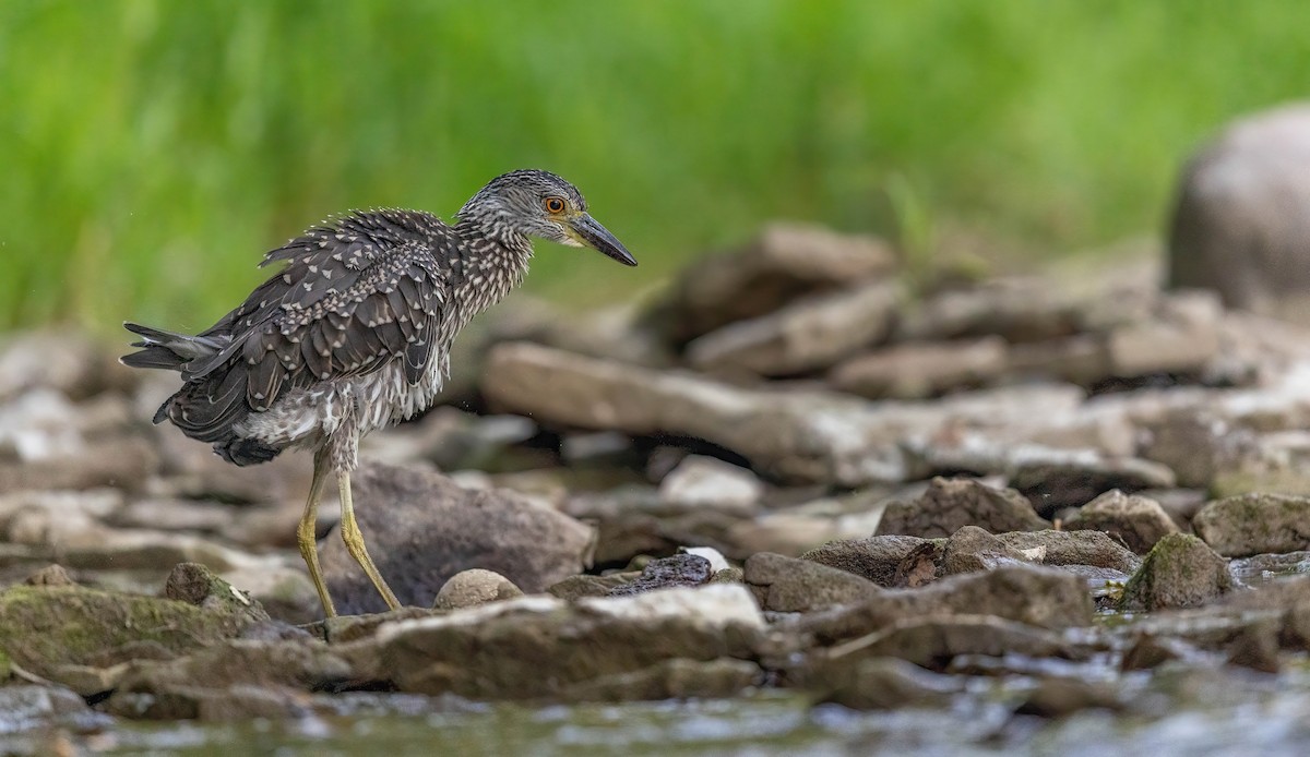 Yellow-crowned Night Heron - ML641188487