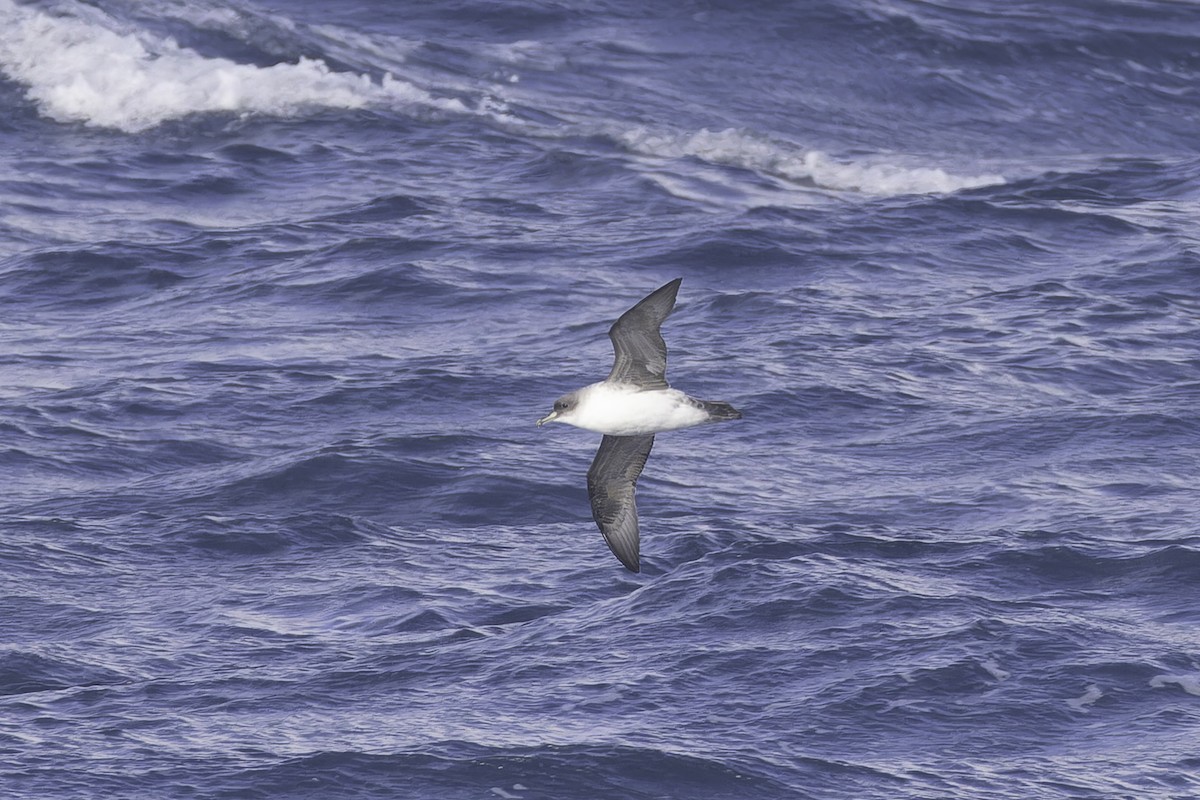 Puffin gris - ML641188535