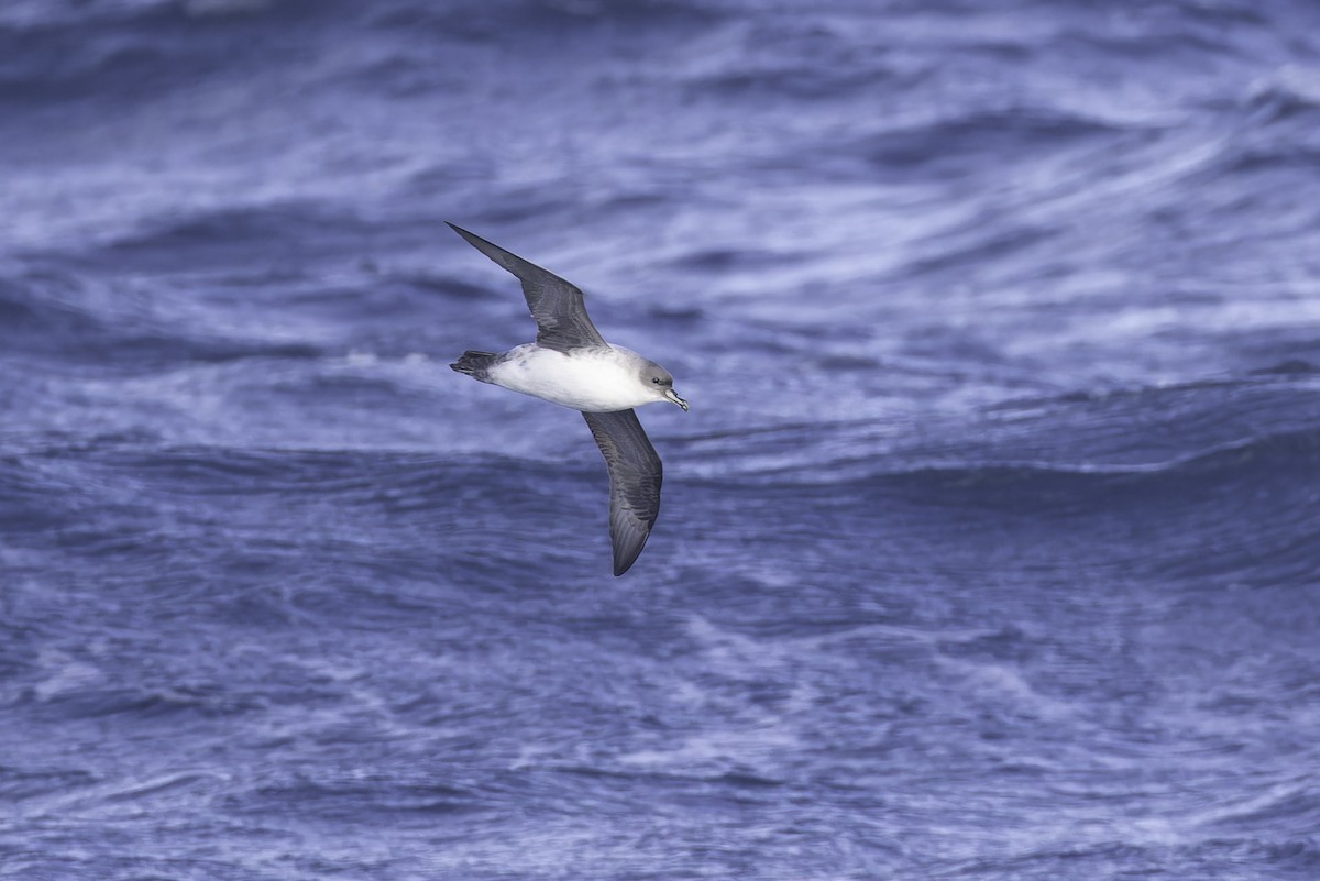 Puffin gris - ML641188536
