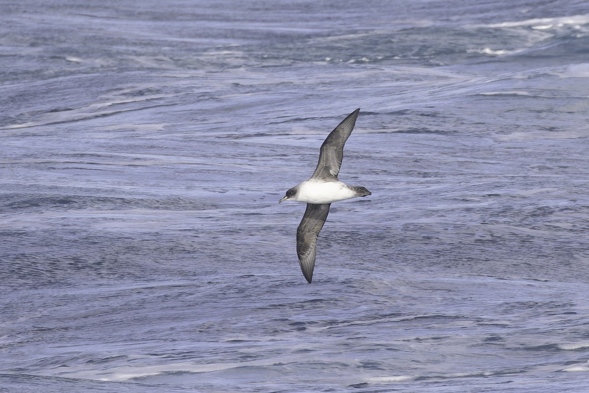 Puffin gris - ML641188537