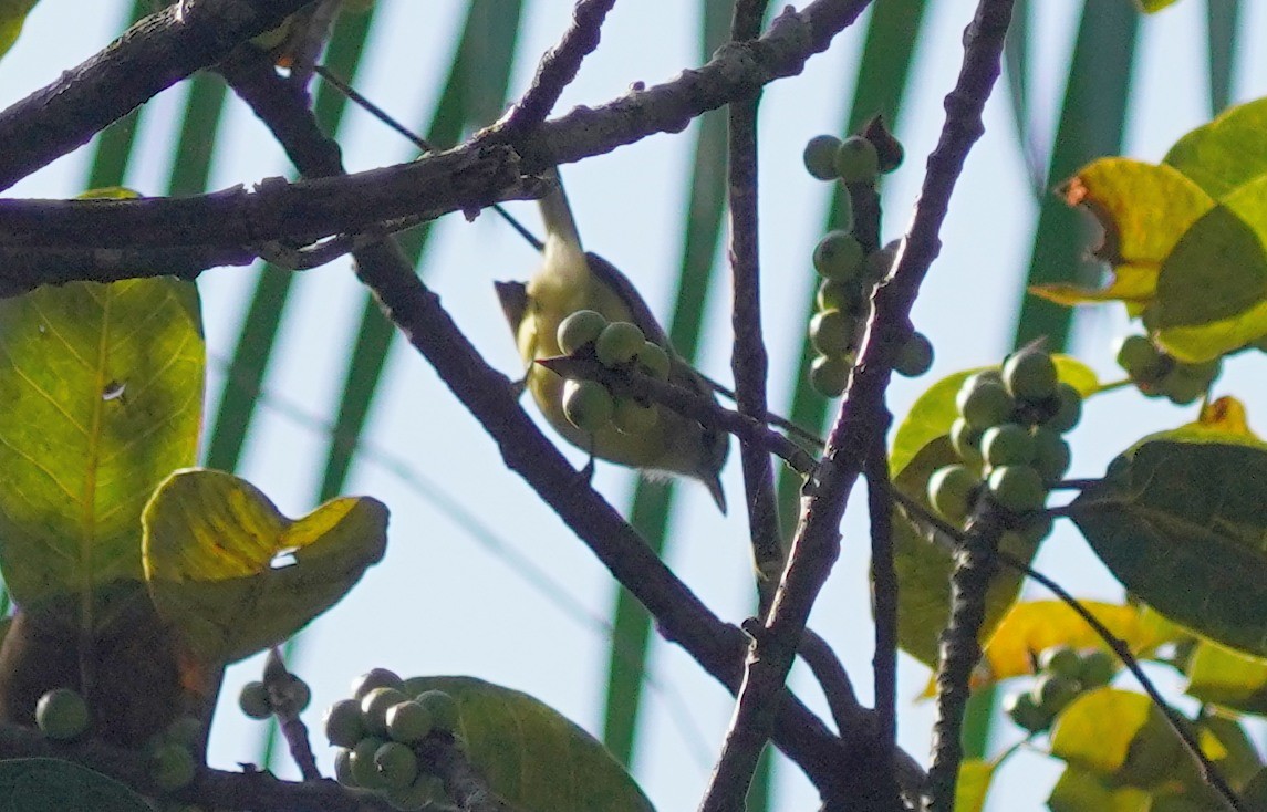 Rufous-margined Antwren - ML641188538