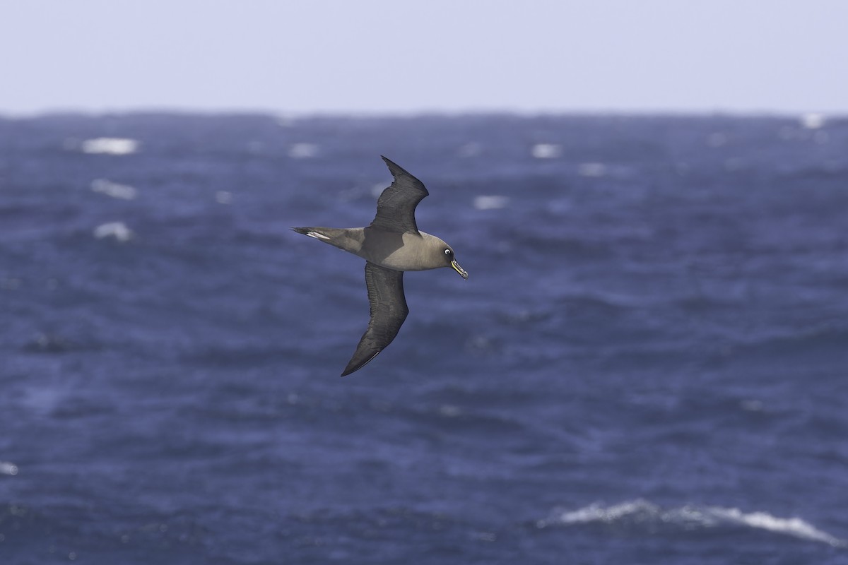 Sooty Albatross - ML641188549