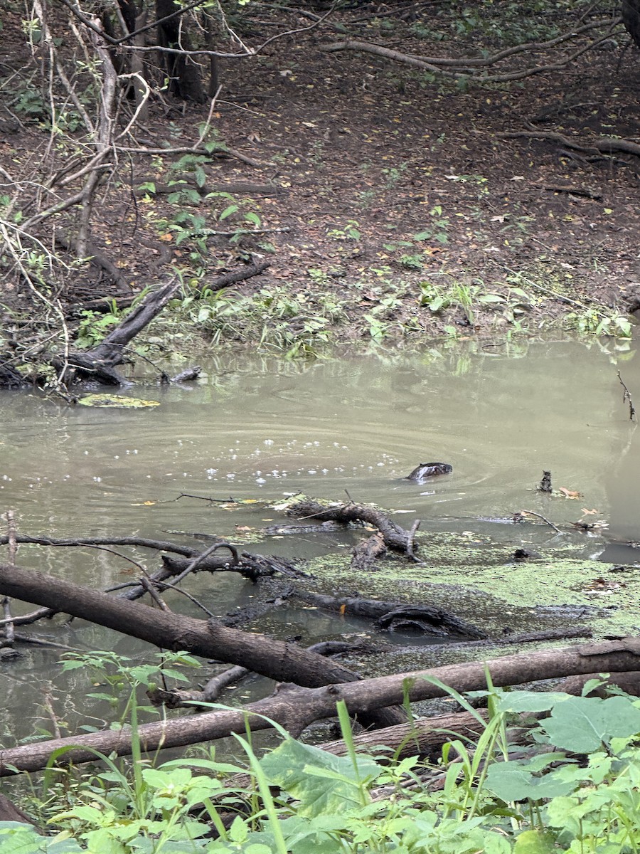 Animals - ML641188632