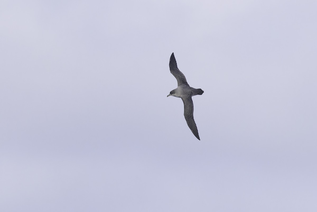 Puffin gris - ML641188686