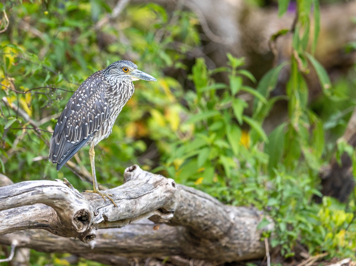 Yellow-crowned Night Heron - ML641188697