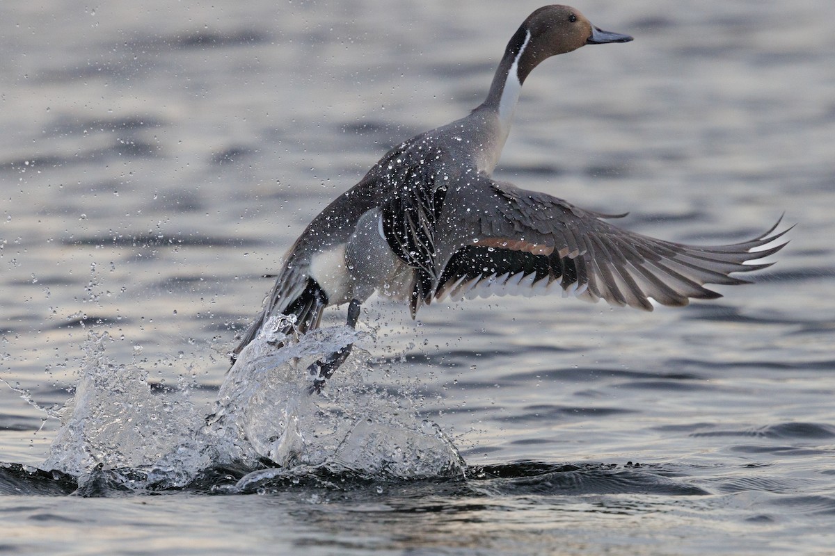 Northern Pintail - ML641188767