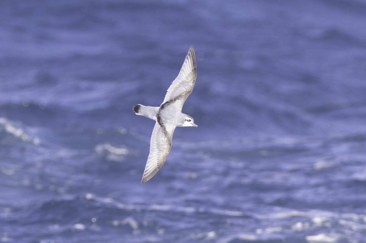 Antarctic Prion - ML641188770