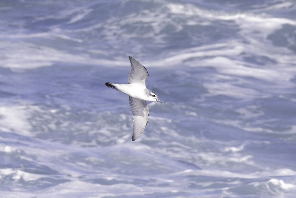 Antarctic Prion - ML641188773