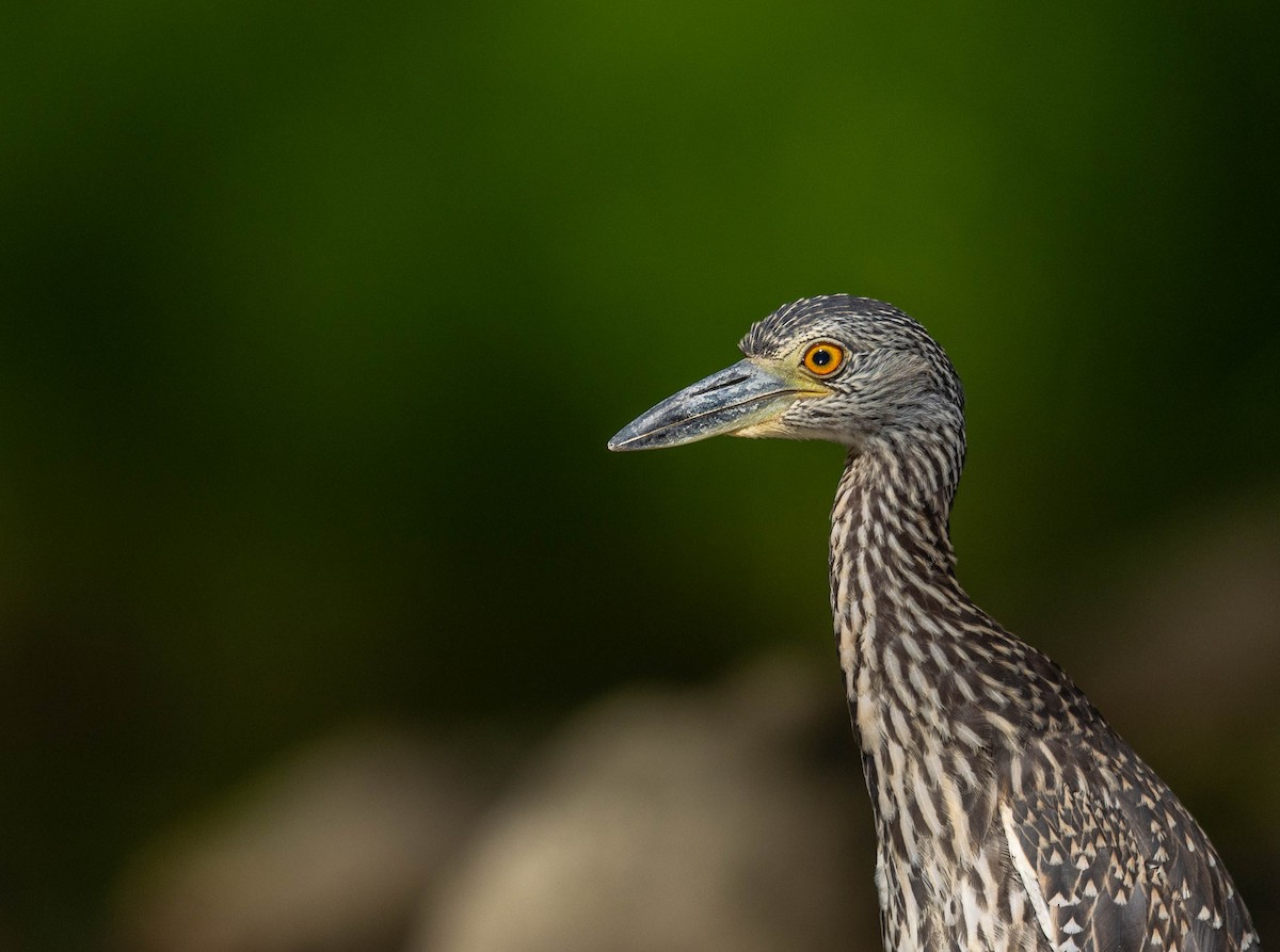 Yellow-crowned Night Heron - ML641188777