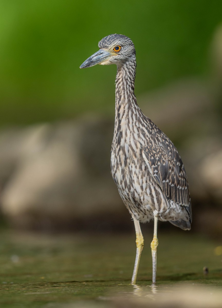 Yellow-crowned Night Heron - ML641188778