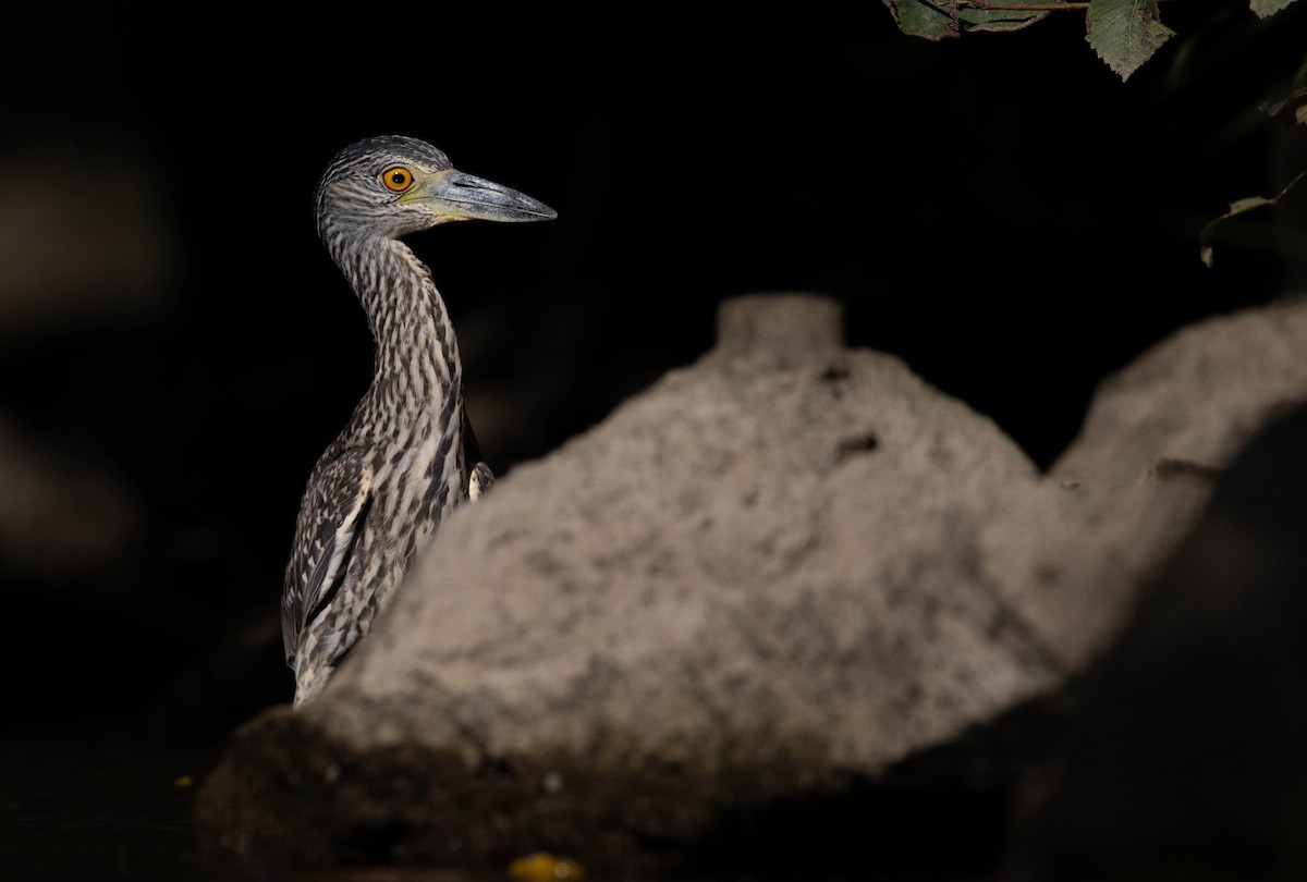 Yellow-crowned Night Heron - ML641188779