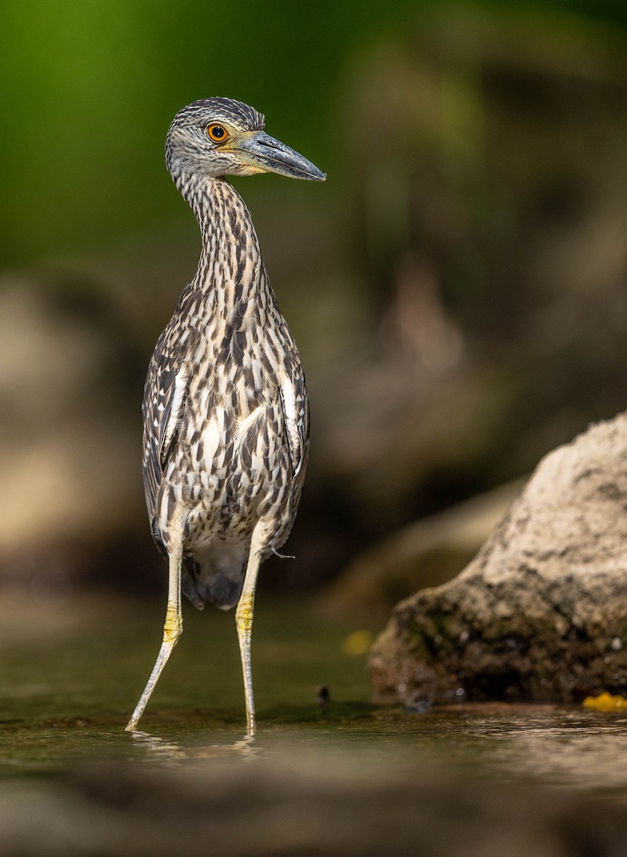 Yellow-crowned Night Heron - ML641188780