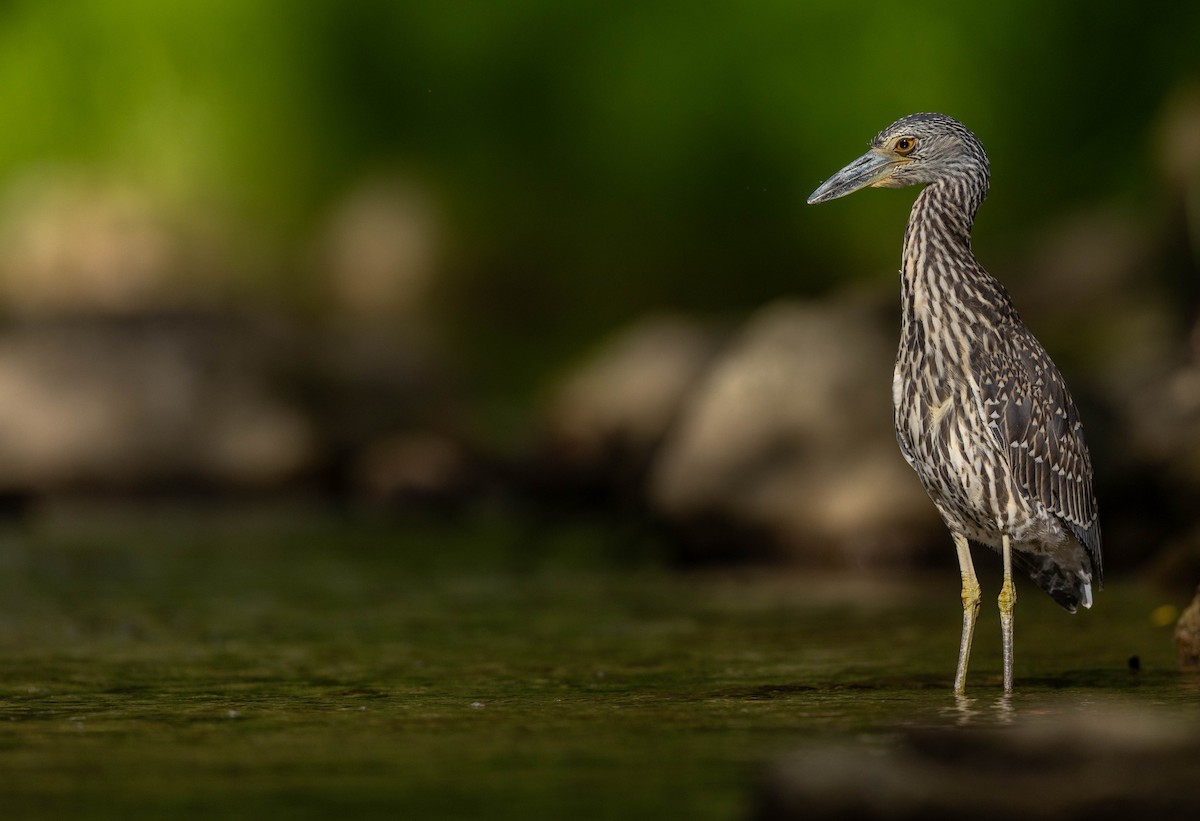 Yellow-crowned Night Heron - ML641188781