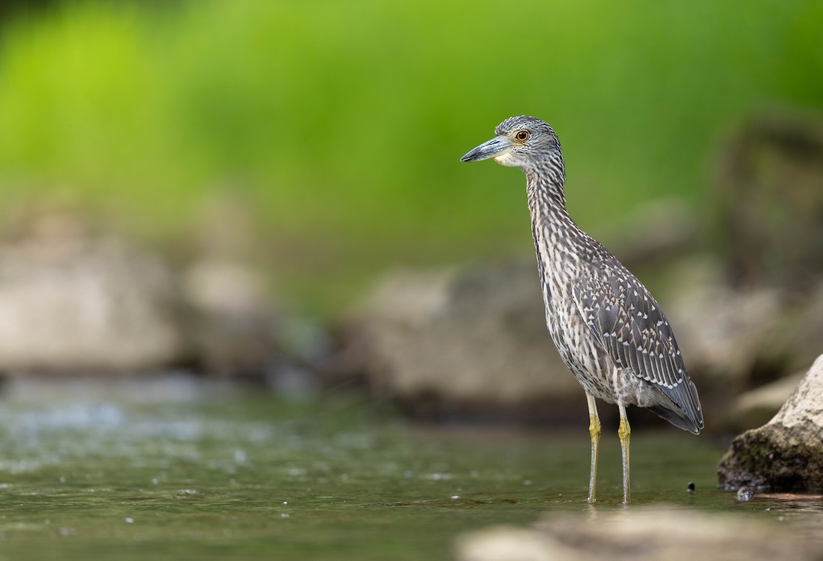 Yellow-crowned Night Heron - ML641188782
