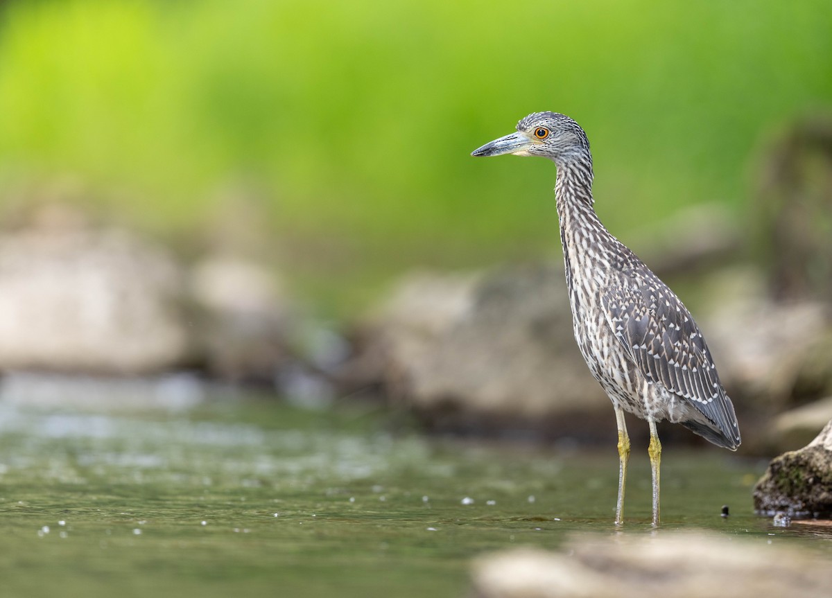 Yellow-crowned Night Heron - ML641188783