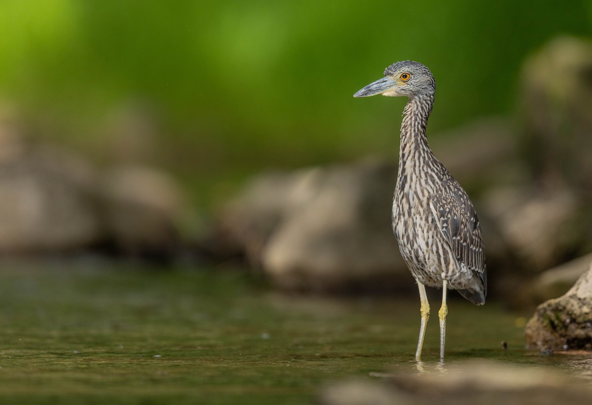 Yellow-crowned Night Heron - ML641188784