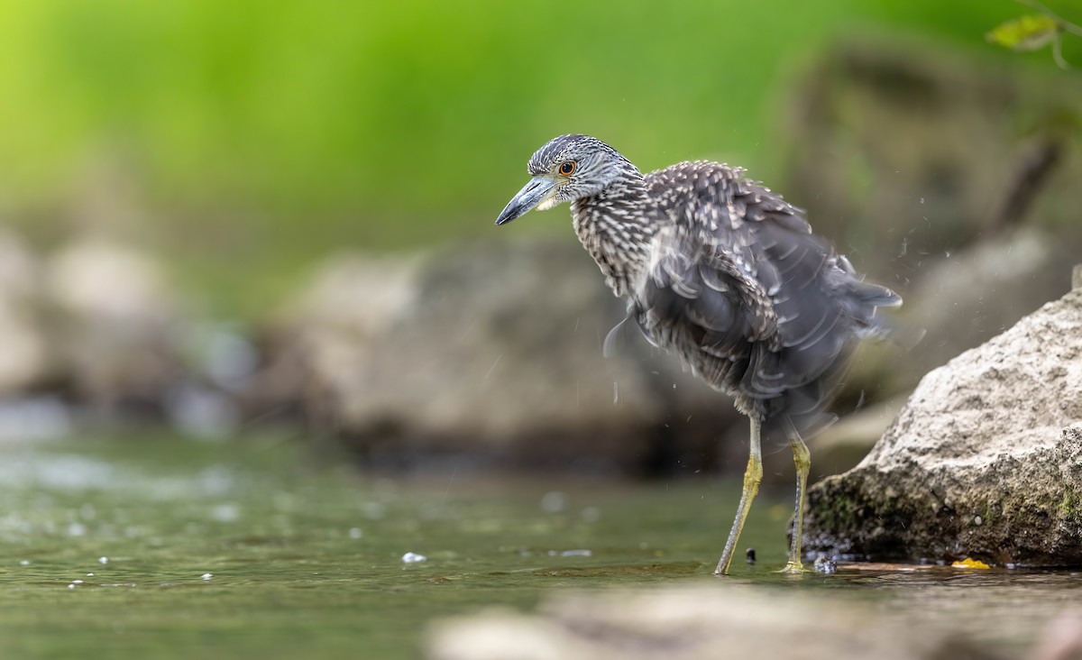 Yellow-crowned Night Heron - ML641188785