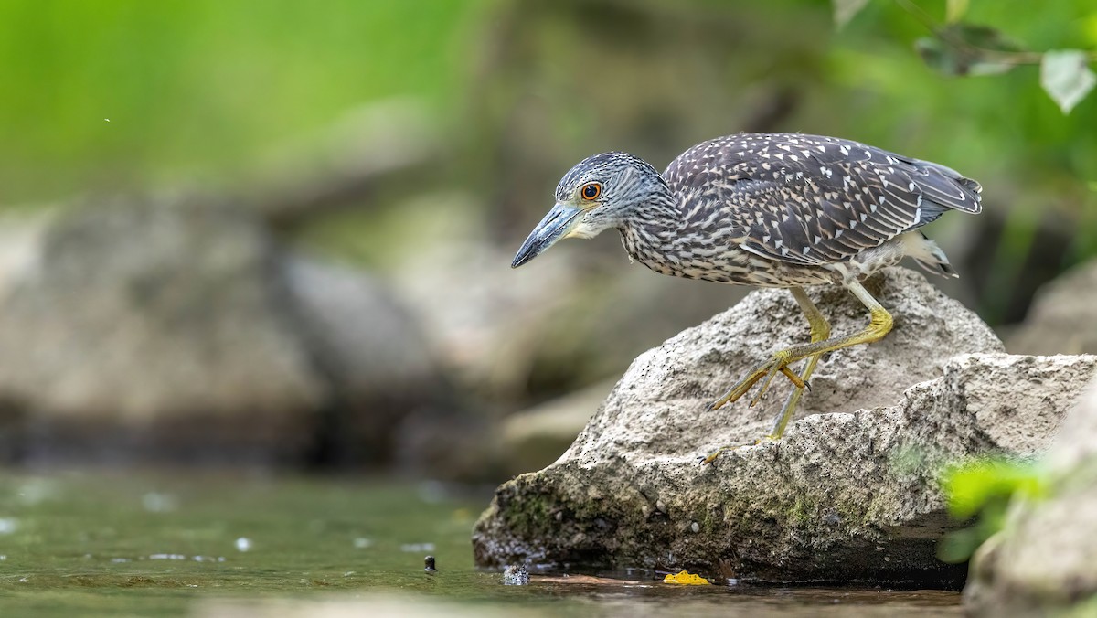 Yellow-crowned Night Heron - ML641188786