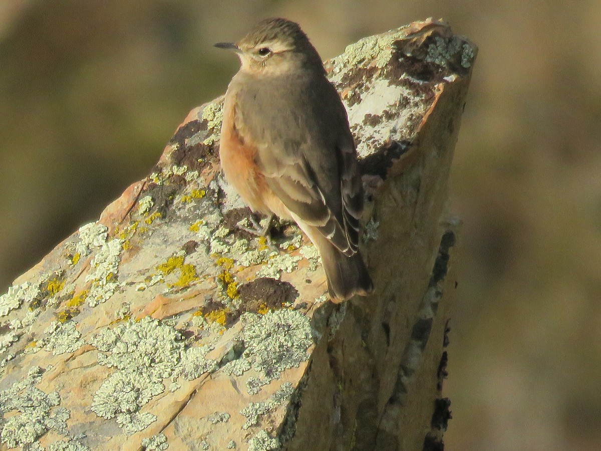 Rufous-banded Miner - ML641188799