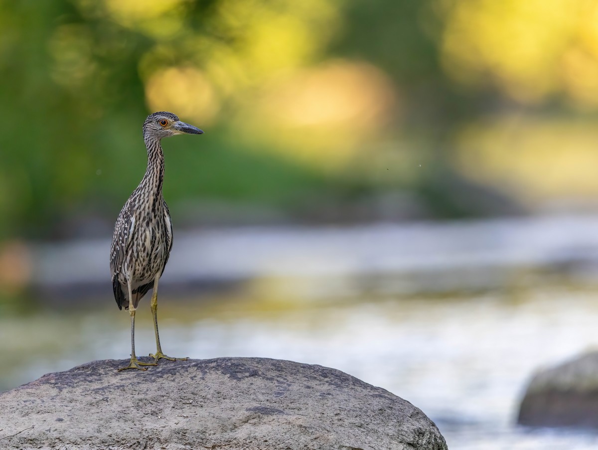 Yellow-crowned Night Heron - ML641188879