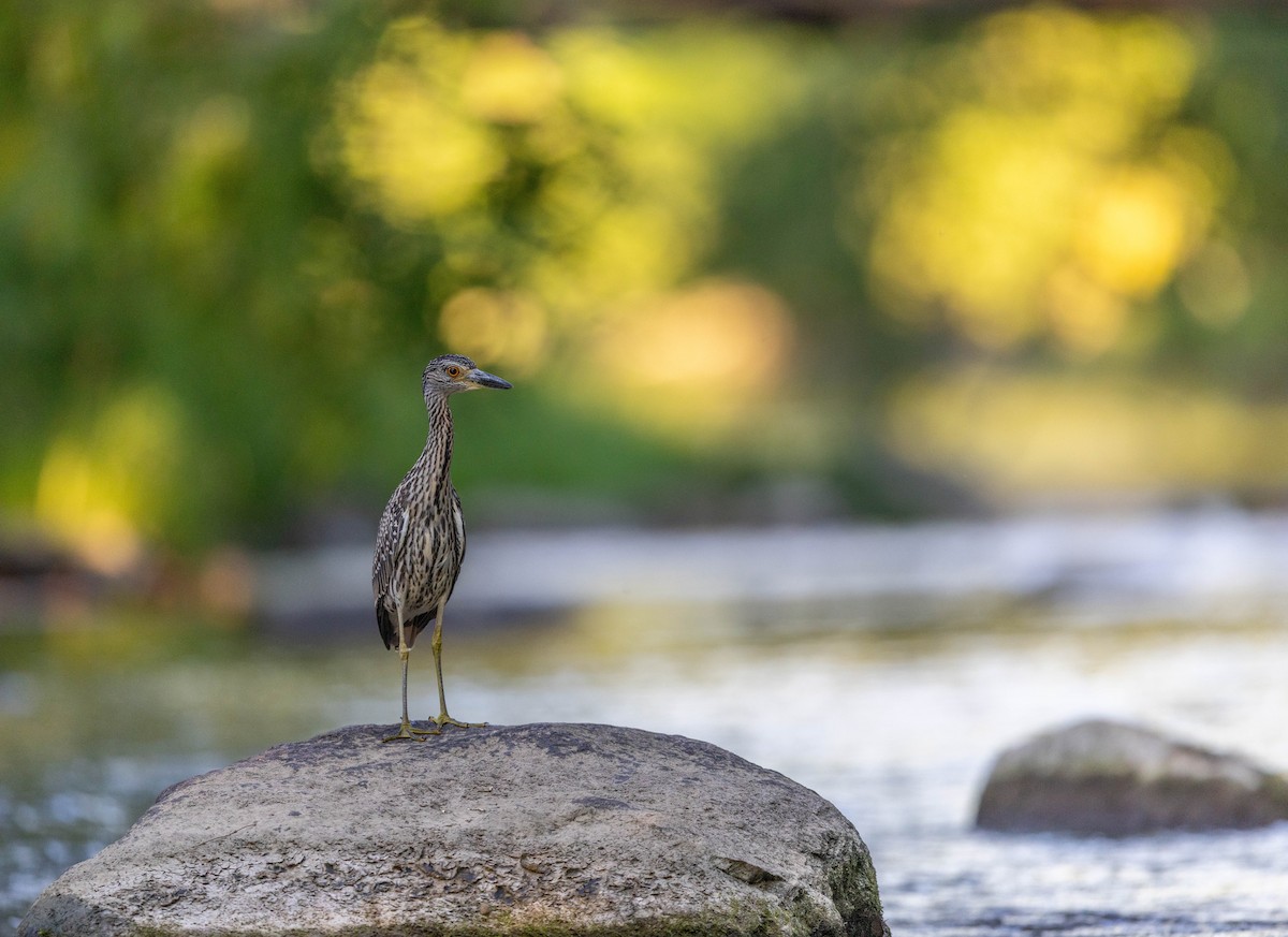 Yellow-crowned Night Heron - ML641188880