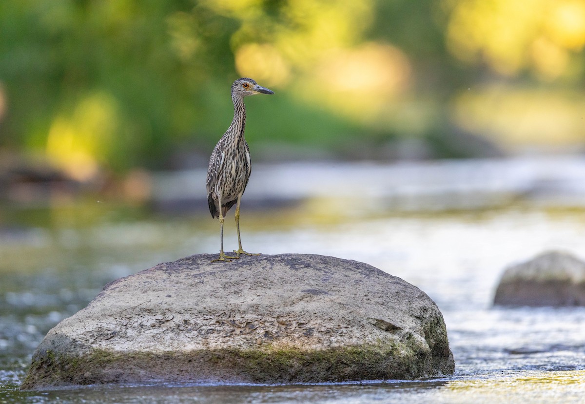 Yellow-crowned Night Heron - ML641188881