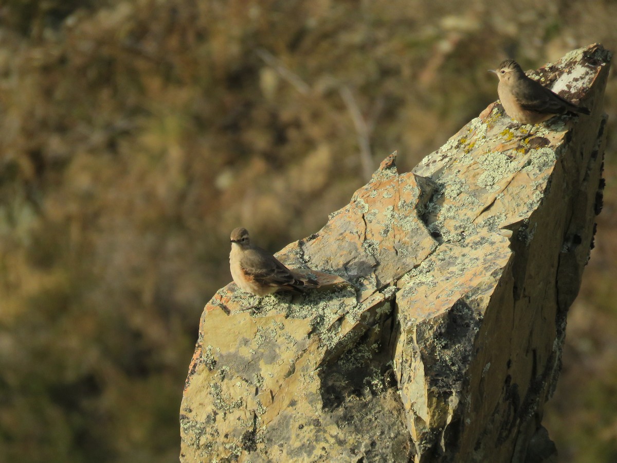 Rufous-banded Miner - ML641188904