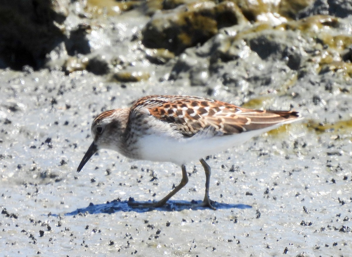 Western Sandpiper - ML641188945