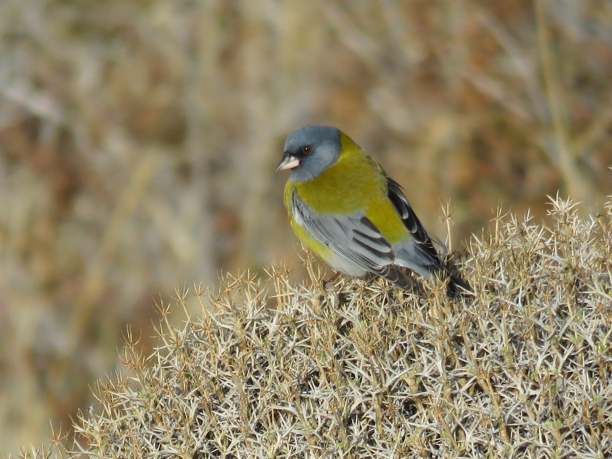 Gray-hooded Sierra Finch - ML641188950