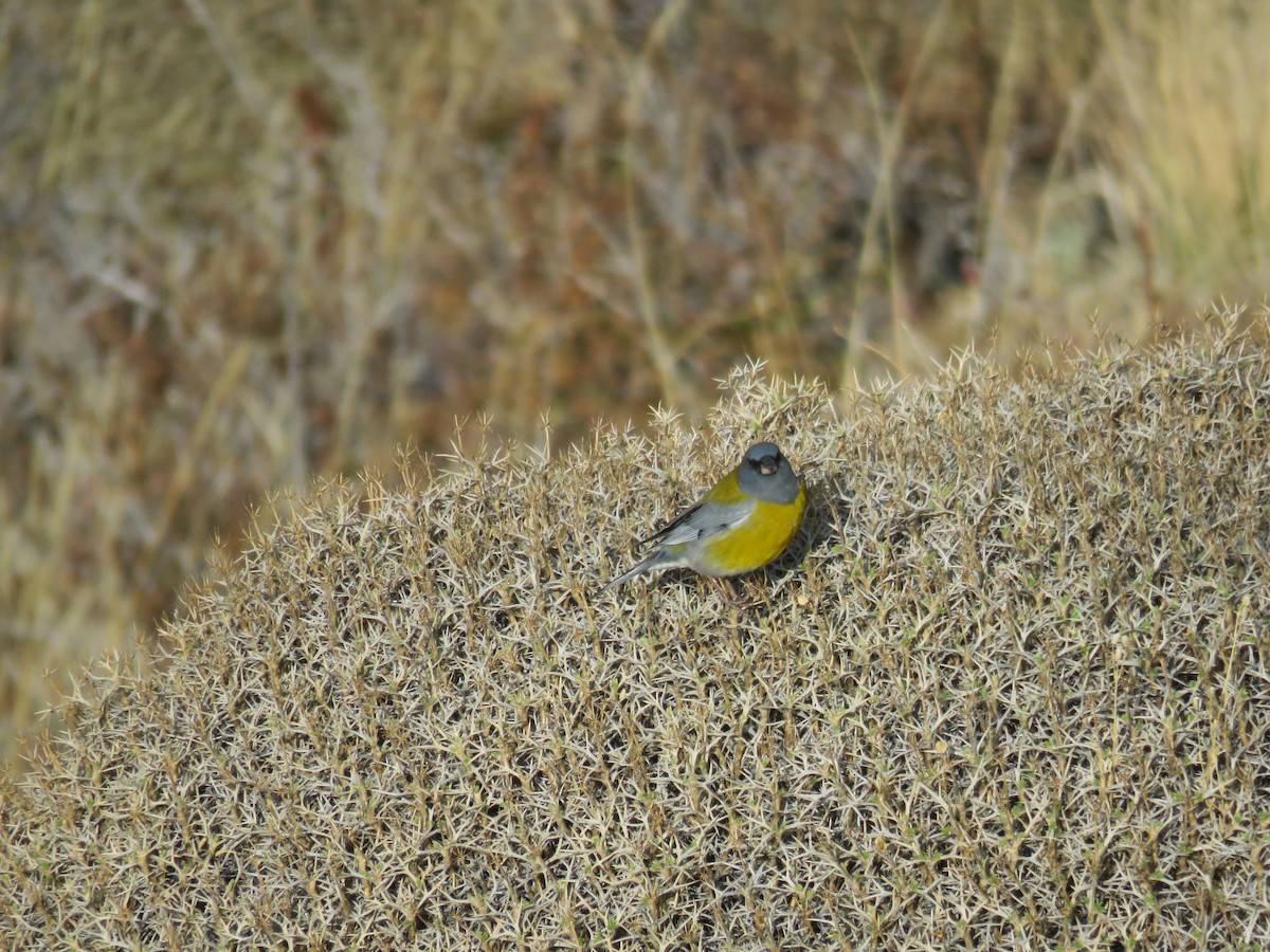 Gray-hooded Sierra Finch - ML641188951