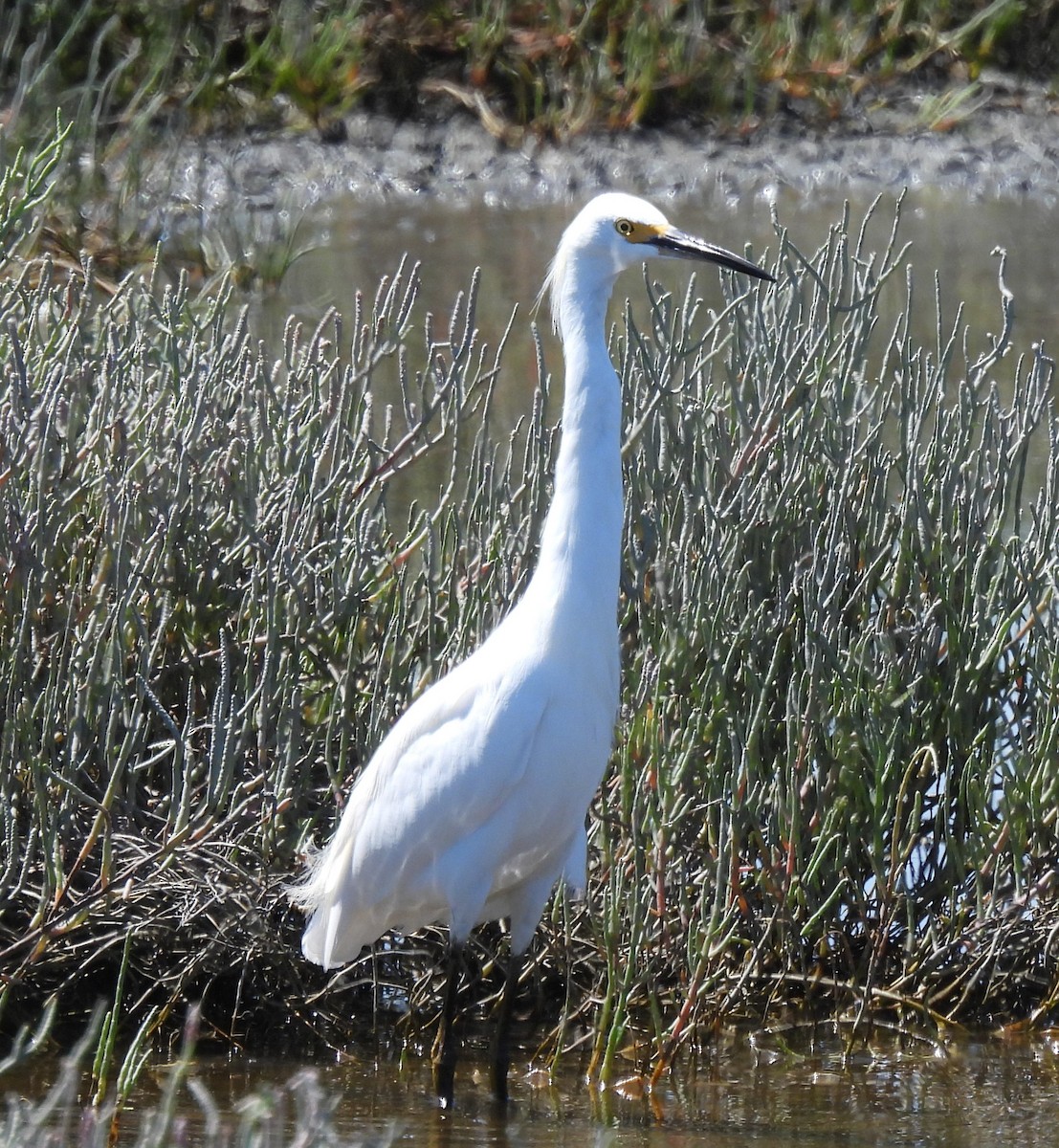 Snowy Egret - ML641188958