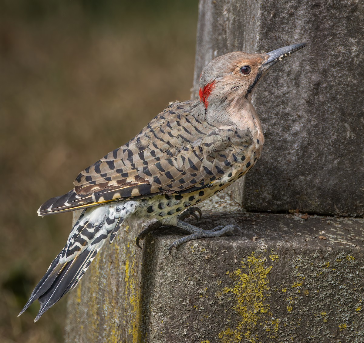 Northern Flicker - ML641188981
