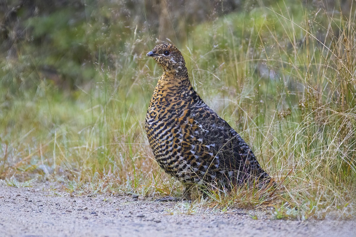 Spruce Grouse - ML641188982
