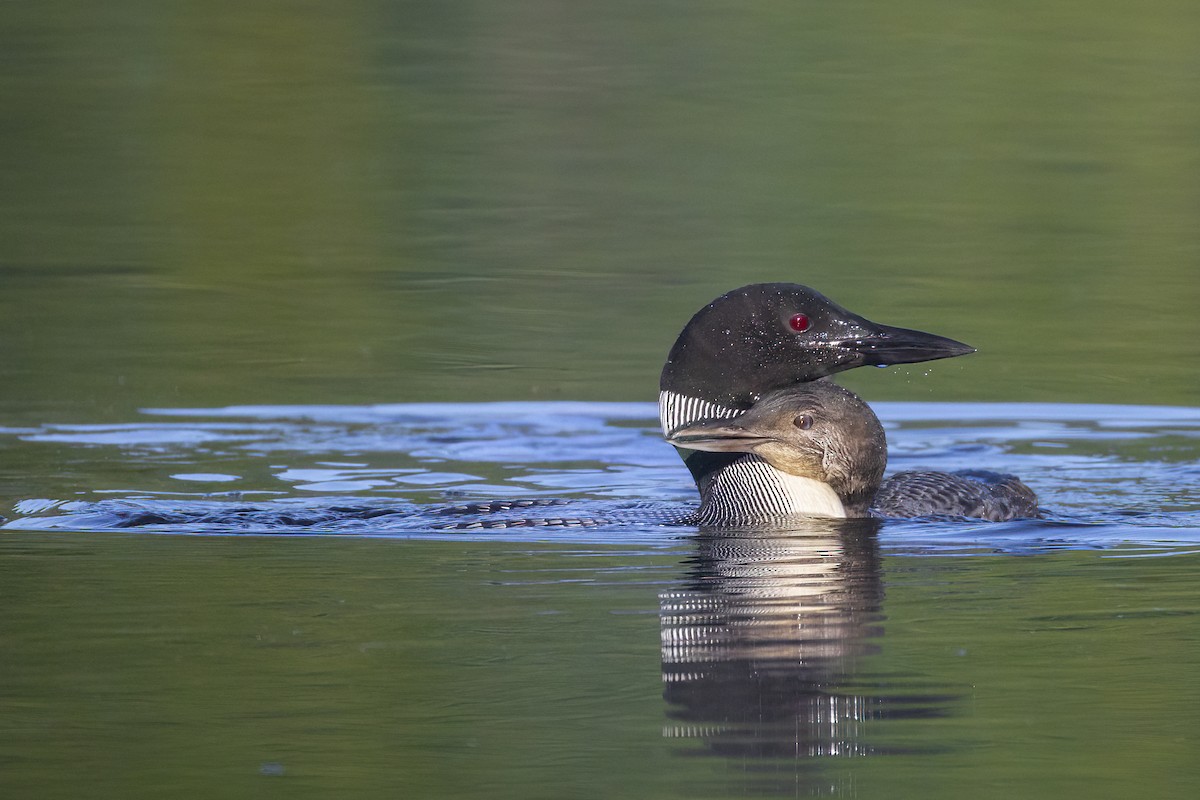 Common Loon - ML641188997