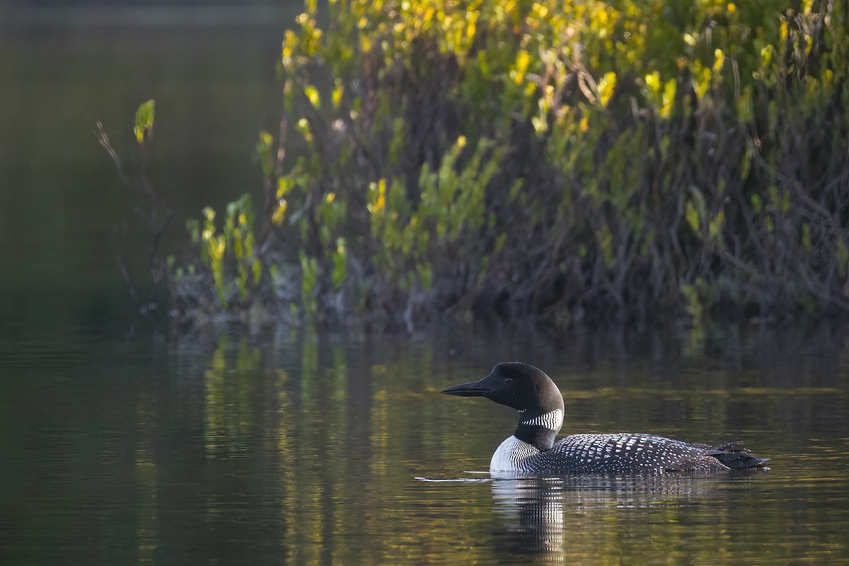 Common Loon - ML641188999