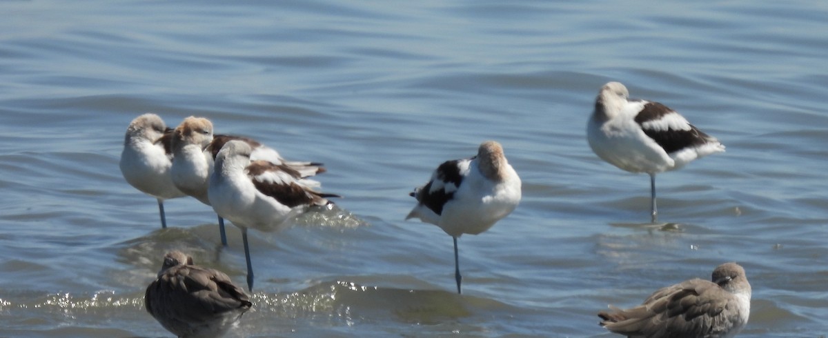 American Avocet - ML641189008
