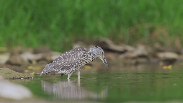 Yellow-crowned Night Heron - ML641189025