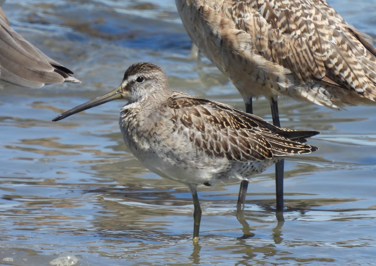 Short-billed Dowitcher - ML641189029