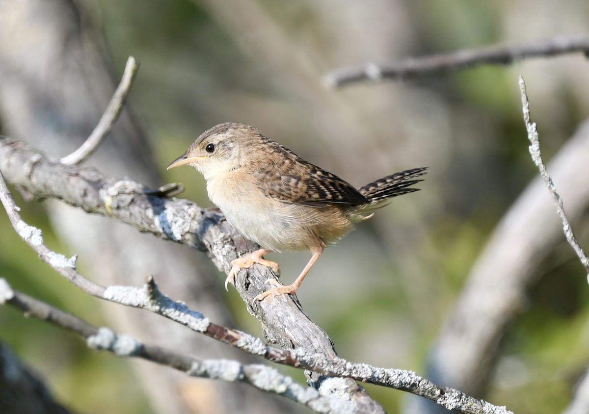 Sedge Wren - ML641189033