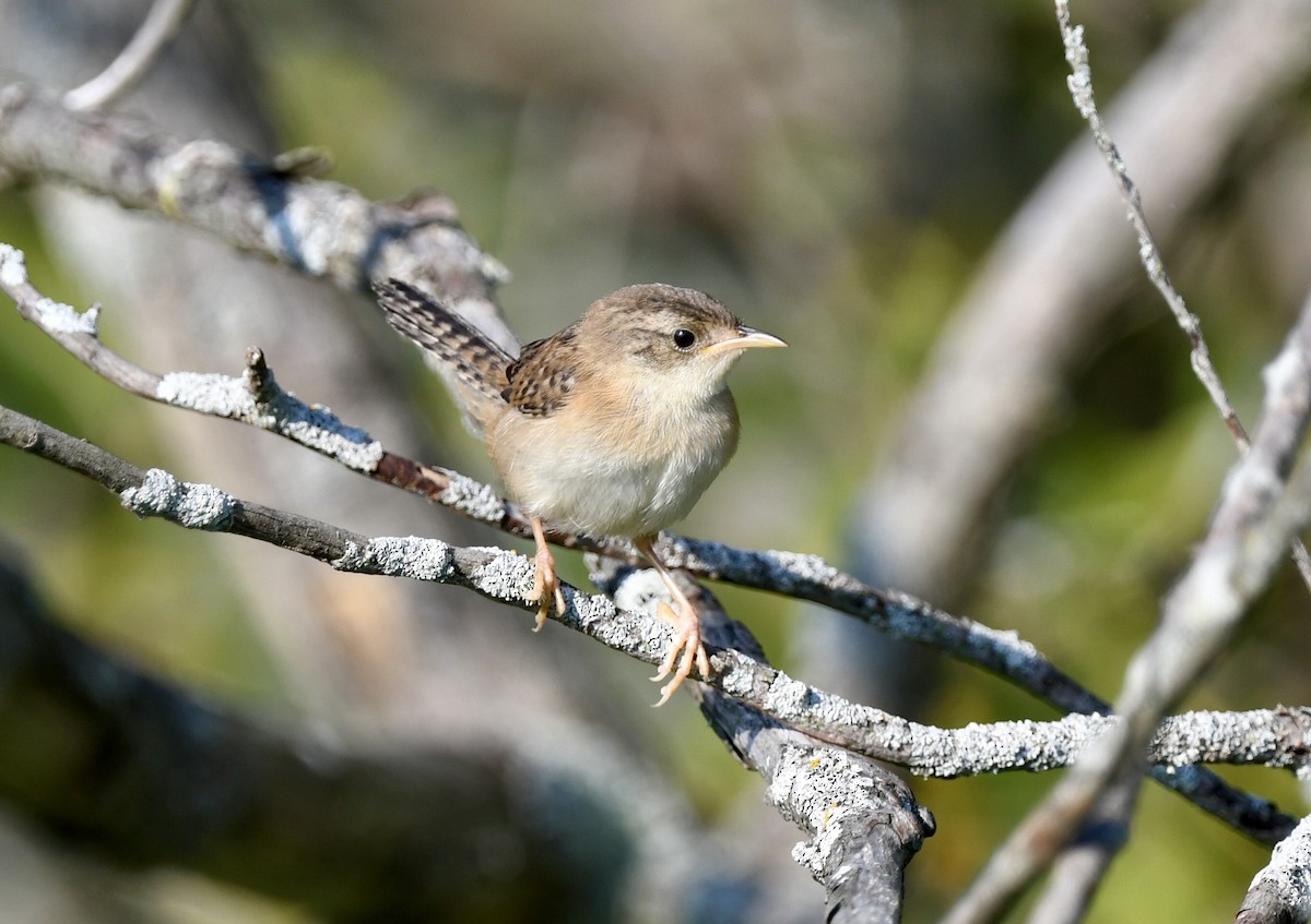 Sedge Wren - ML641189034