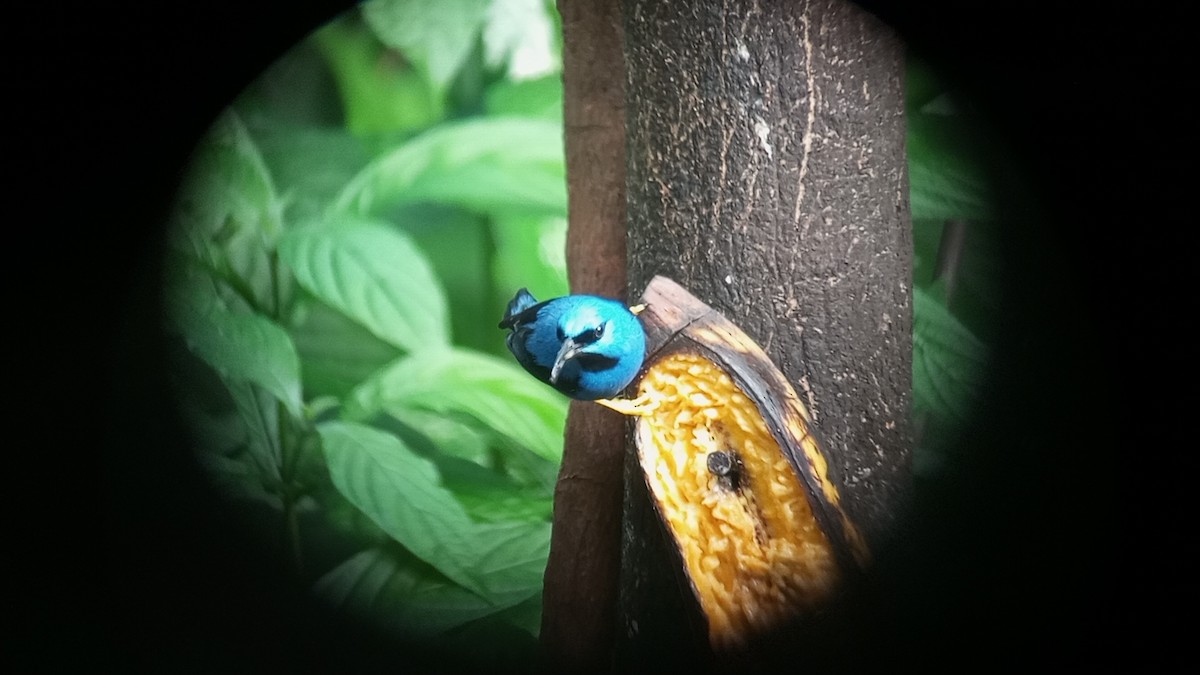 Shining Honeycreeper - ML641189045