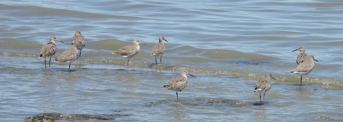 Willet - ML641189047